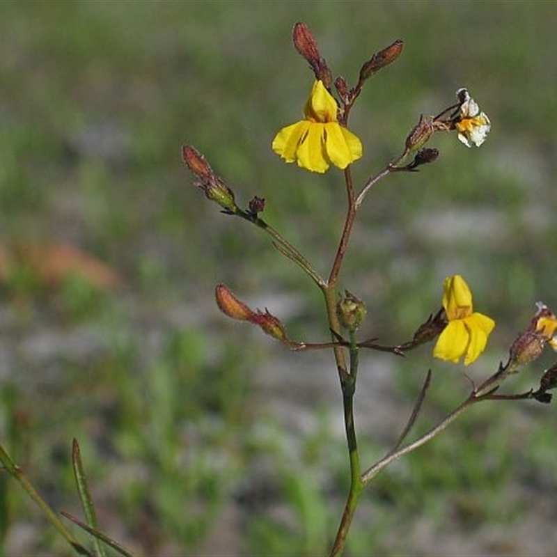 Goodenia paniculata