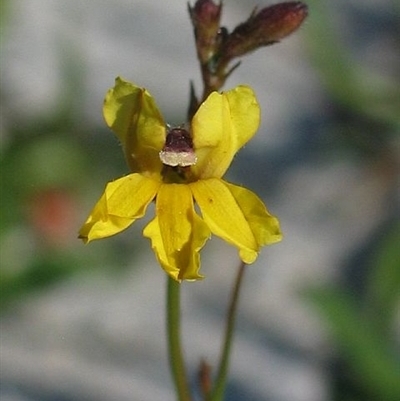 Goodenia paniculata