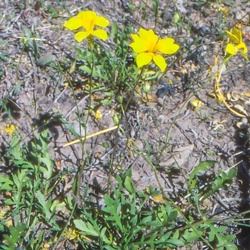 Goodenia pinnatifida