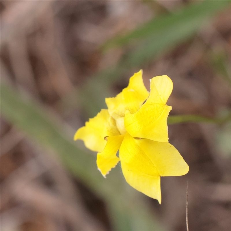 Goodenia pinnatifida