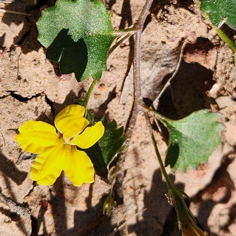 Goodenia rotundifolia