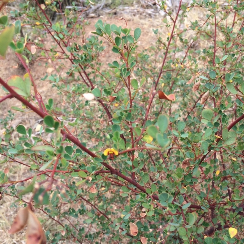 Goodia lotifolia