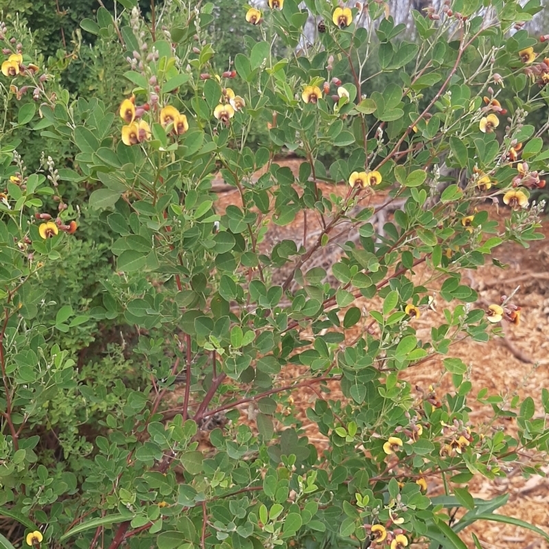 Goodia lotifolia