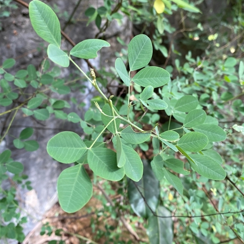 Goodia lotifolia