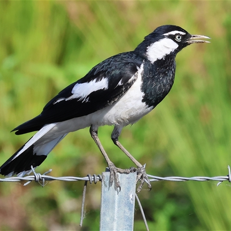 Grallina cyanoleuca