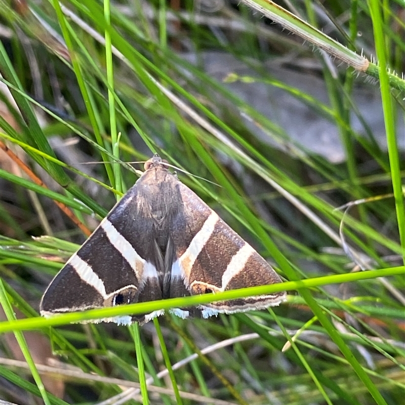 Grammodes ocellata