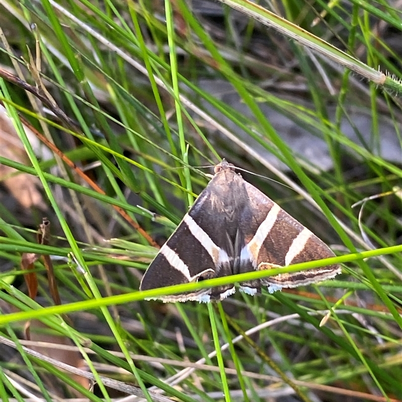 Grammodes ocellata