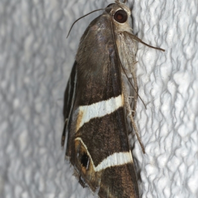 Grammodes oculicola