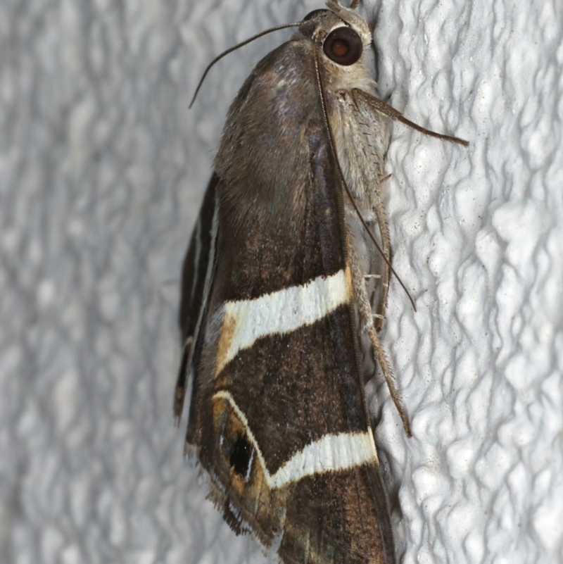 Grammodes oculicola