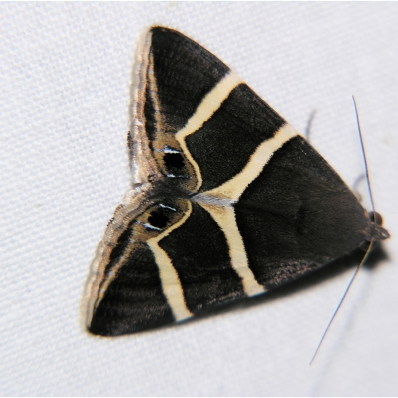 Grammodes oculicola