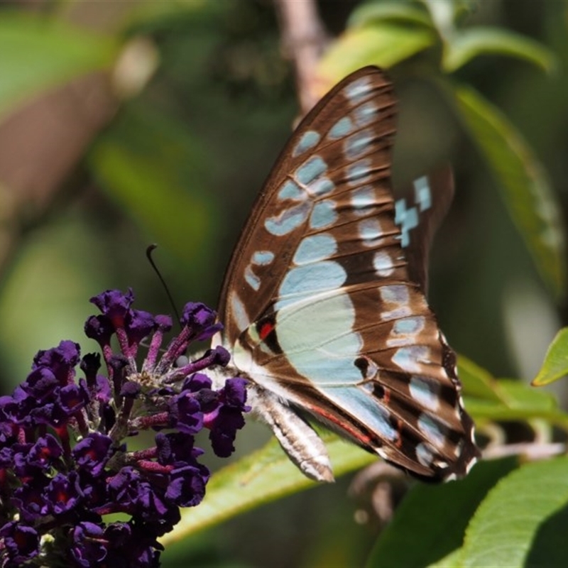 Graphium eurypylus