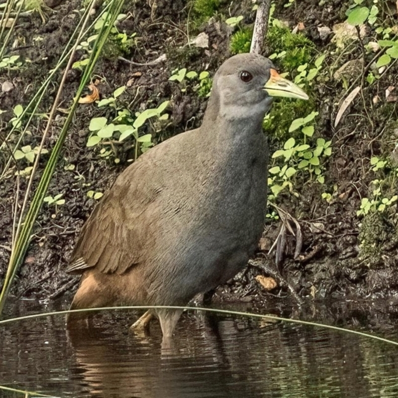 Amaurornis moluccana