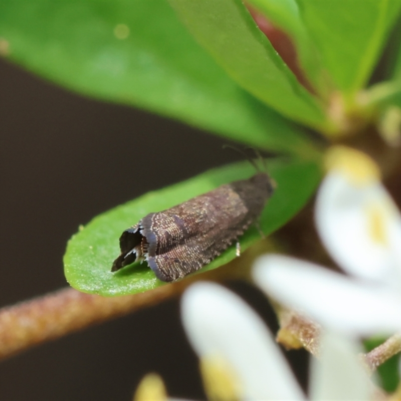 Grapholita molesta