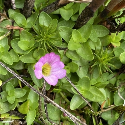 Gratiola nana