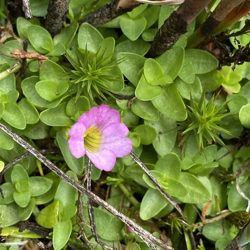 Gratiola nana