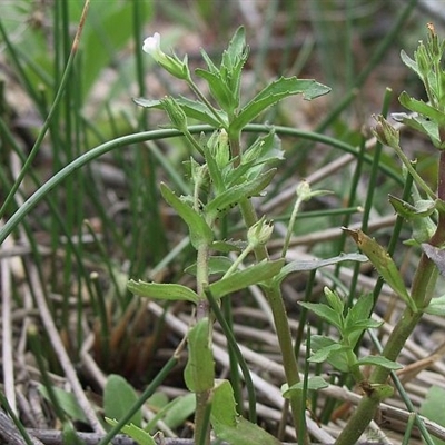 Gratiola pedunculata