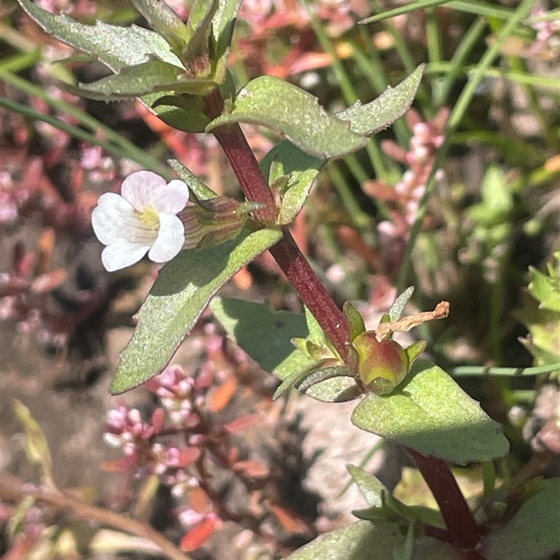 Gratiola pumilo