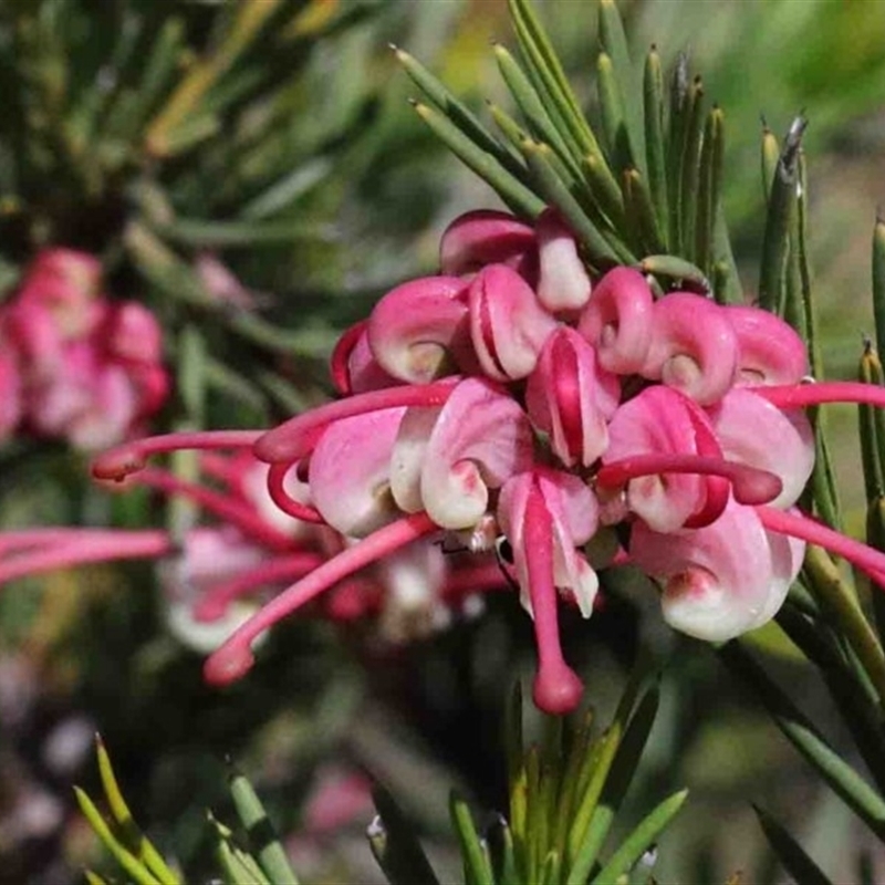 Grevillea "Canberra Gem"