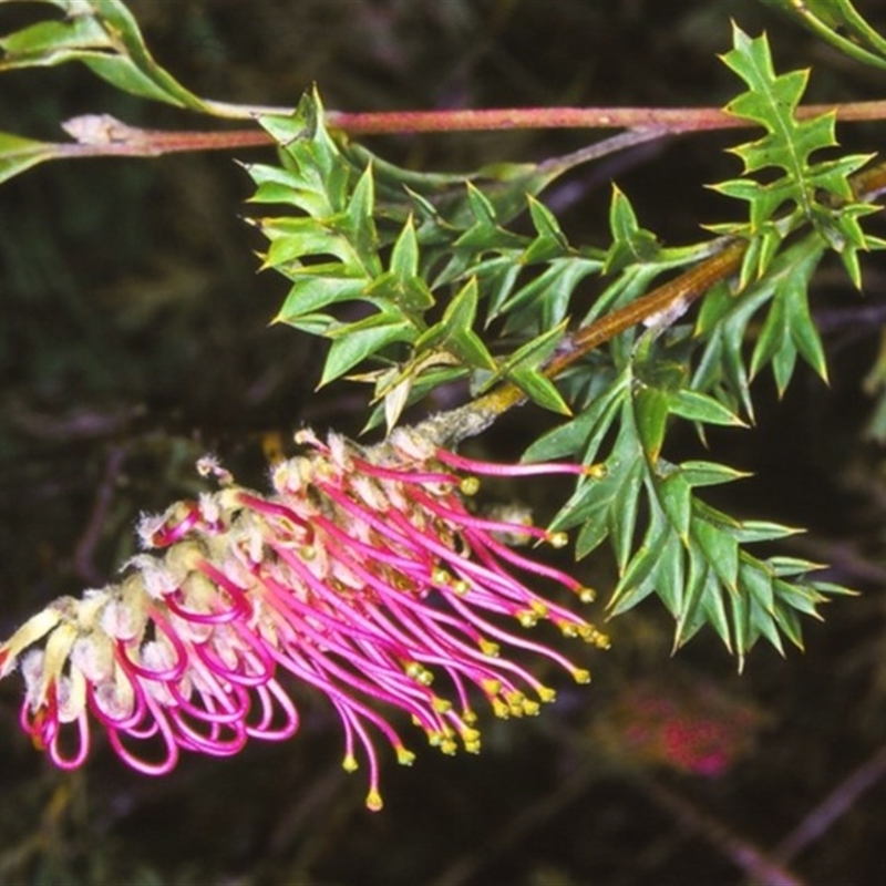 Grevillea acanthifolia subsp. paludosa