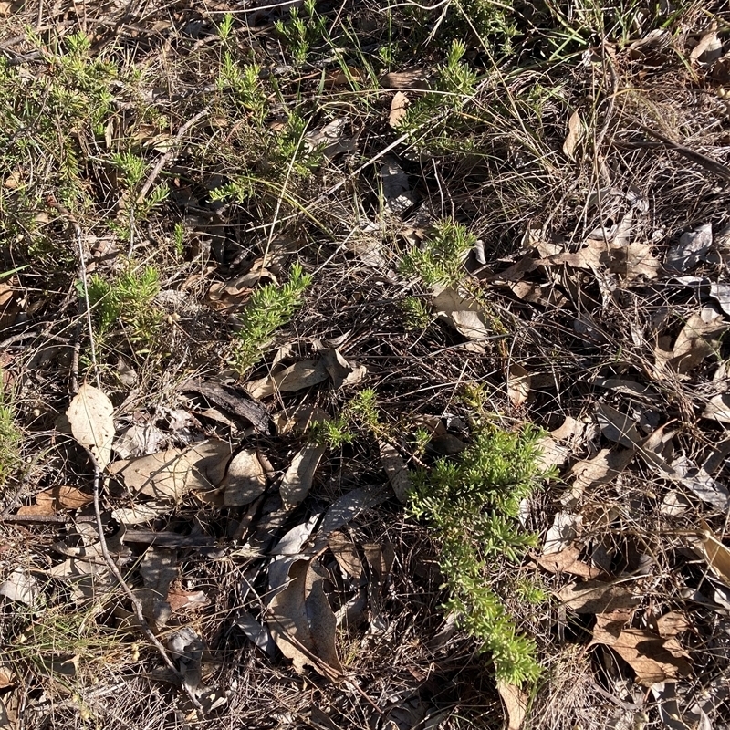 Grevillea alpina