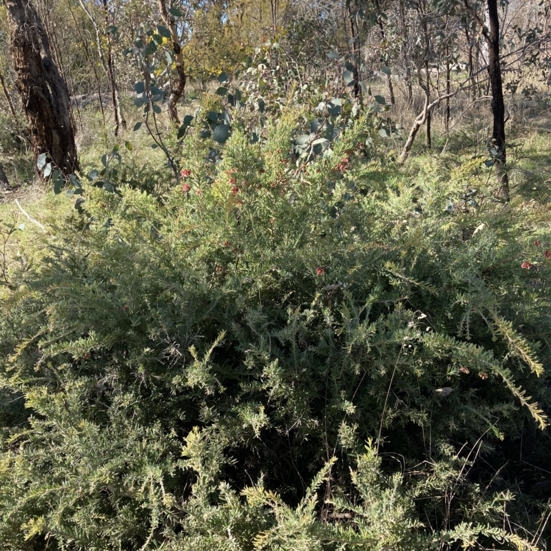 Grevillea arenaria