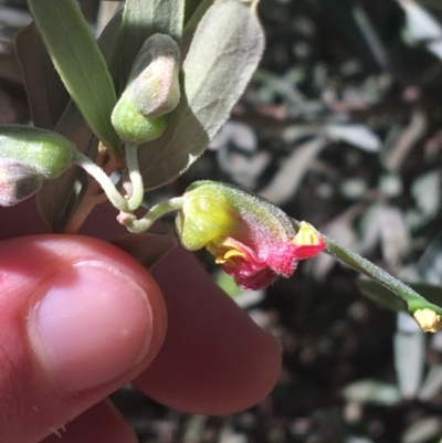 Grevillea arenaria subsp. arenaria