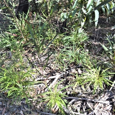 Grevillea aspleniifolia