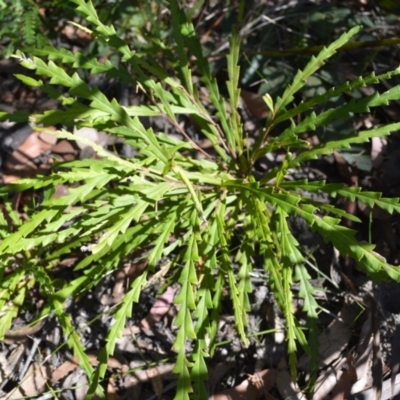 Grevillea aspleniifolia