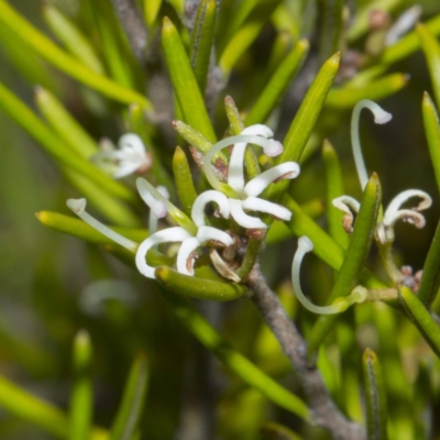 Grevillea australis