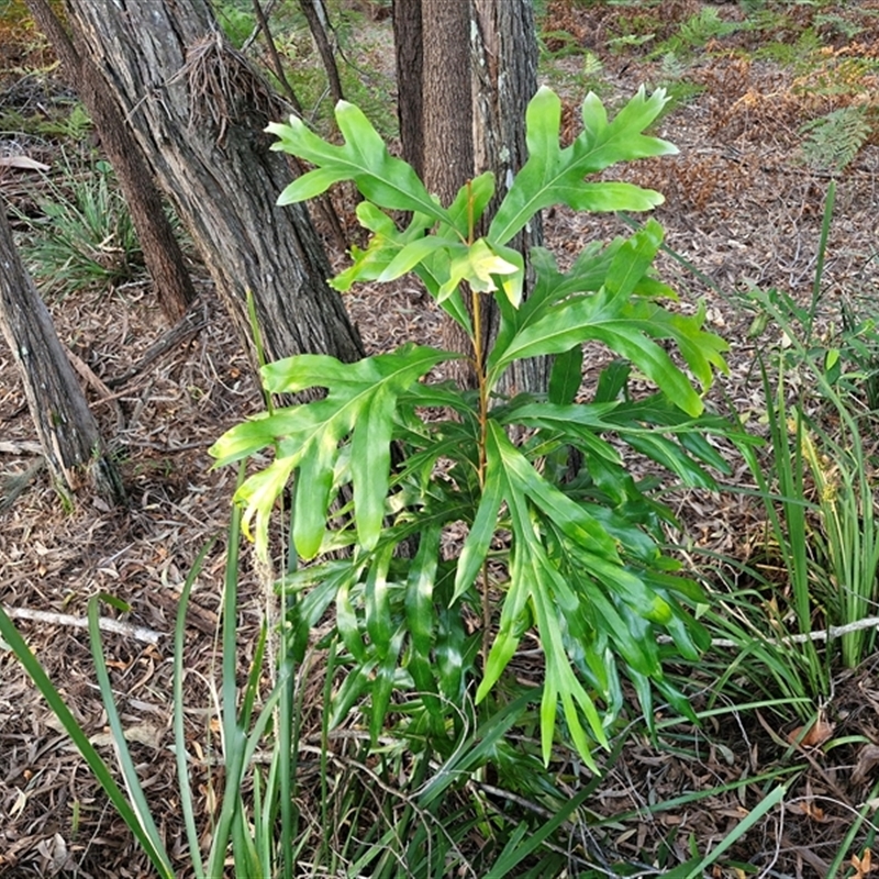 Grevillea baileyana