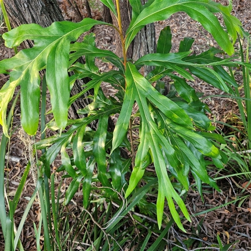 Grevillea baileyana