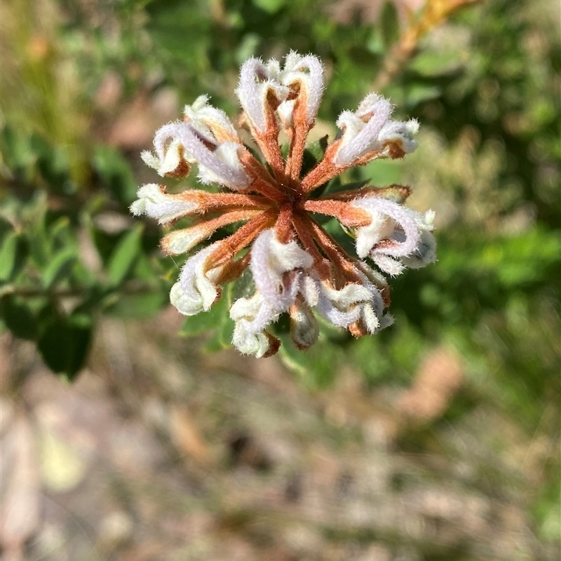 Grevillea buxifolia subsp. buxifolia