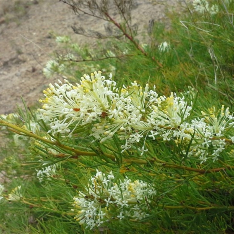 Grevillea curviloba