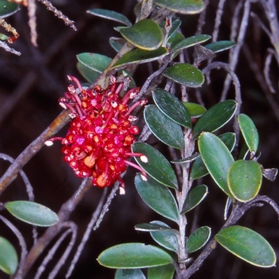 Grevillea diminuta