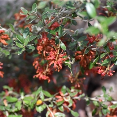 Grevillea diminuta