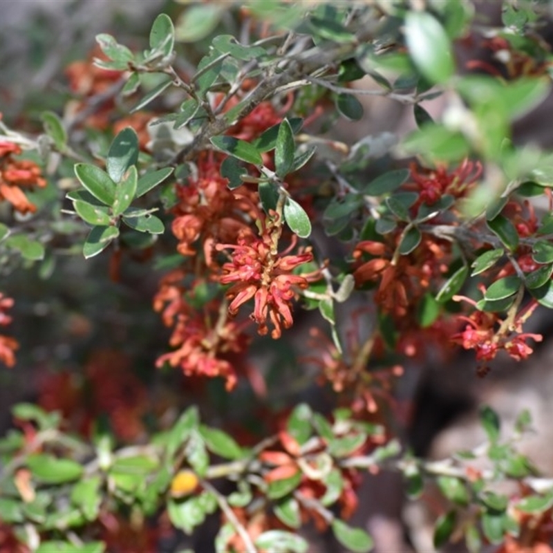 Grevillea diminuta