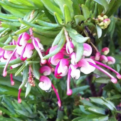 Grevillea iaspicula