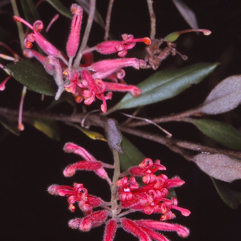 Grevillea irrasa subsp. didymochiton