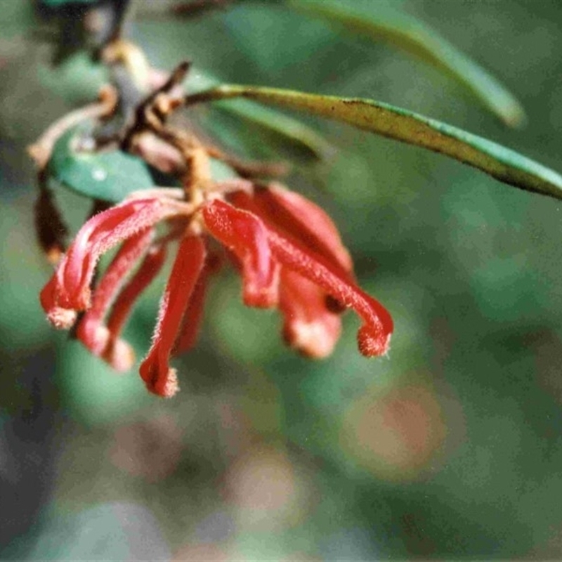 Grevillea irrasa subsp. irrasa