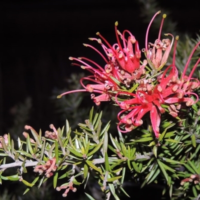 Grevillea juniperina