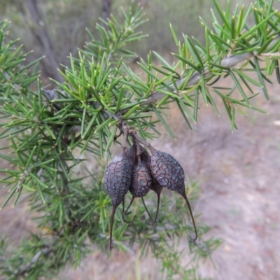 Grevillea juniperina