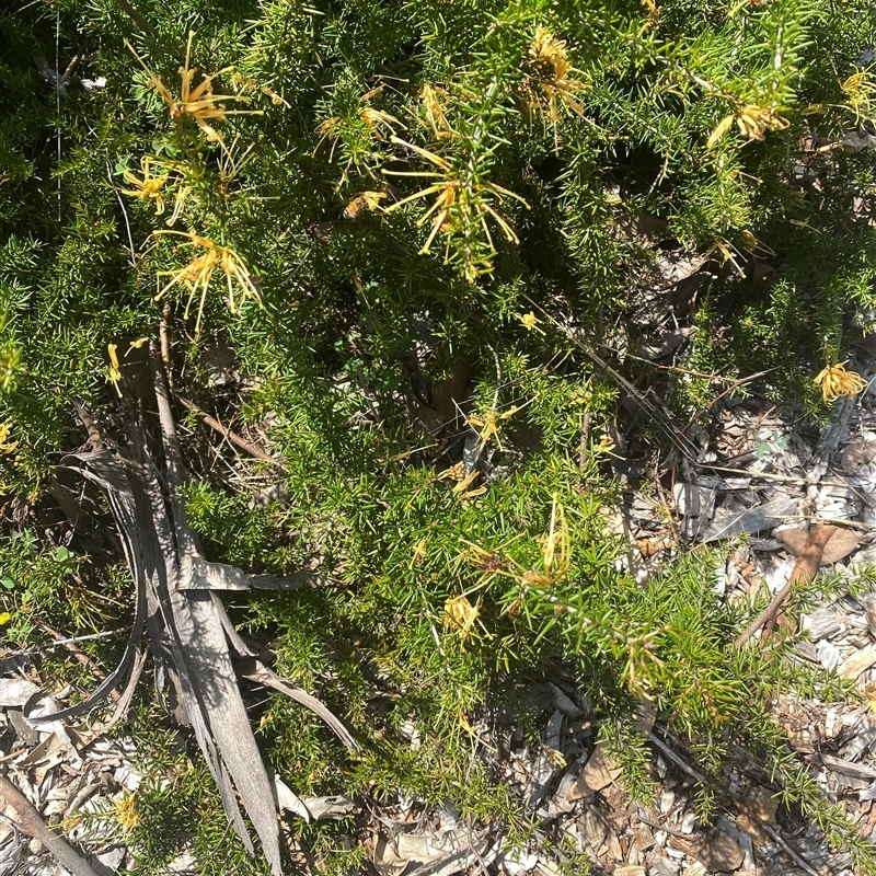 Grevillea juniperina