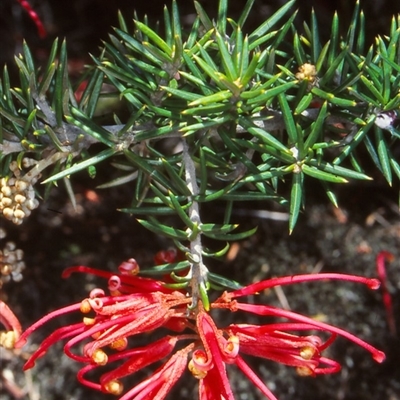 Grevillea juniperina subsp. fortis