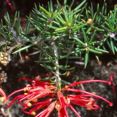Grevillea juniperina subsp. fortis