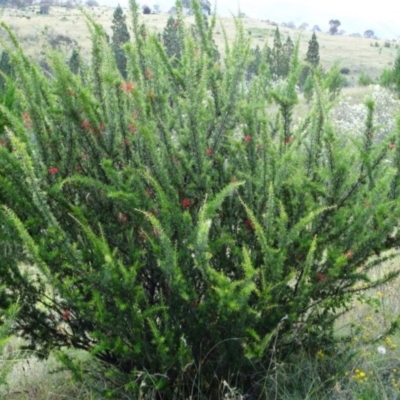 Grevillea juniperina subsp. fortis