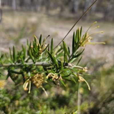 Grevillea juniperina subsp. sulphurea