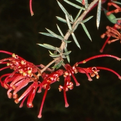 Grevillea juniperina subsp. villosa