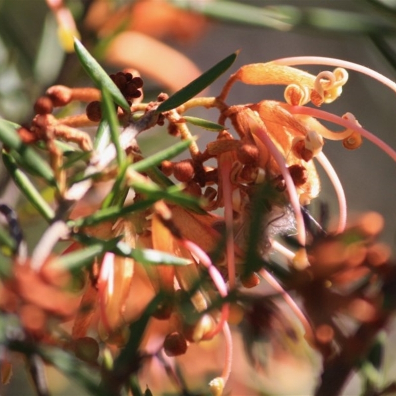 Grevillea juniperina subsp. villosa