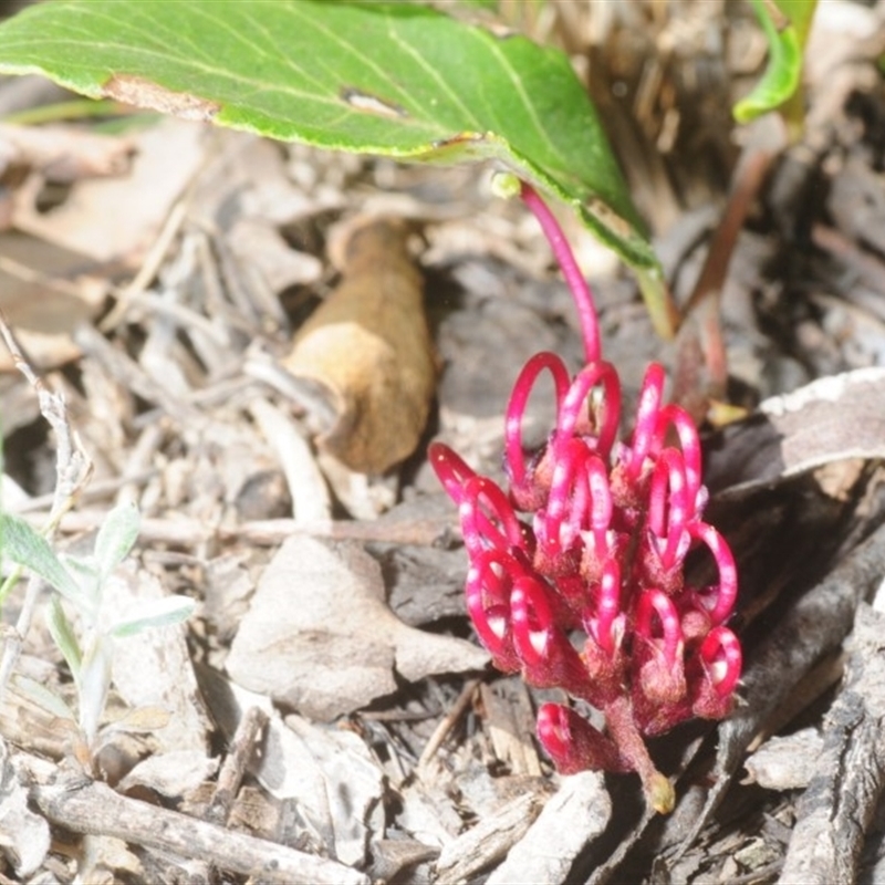 Grevillea laurifolia