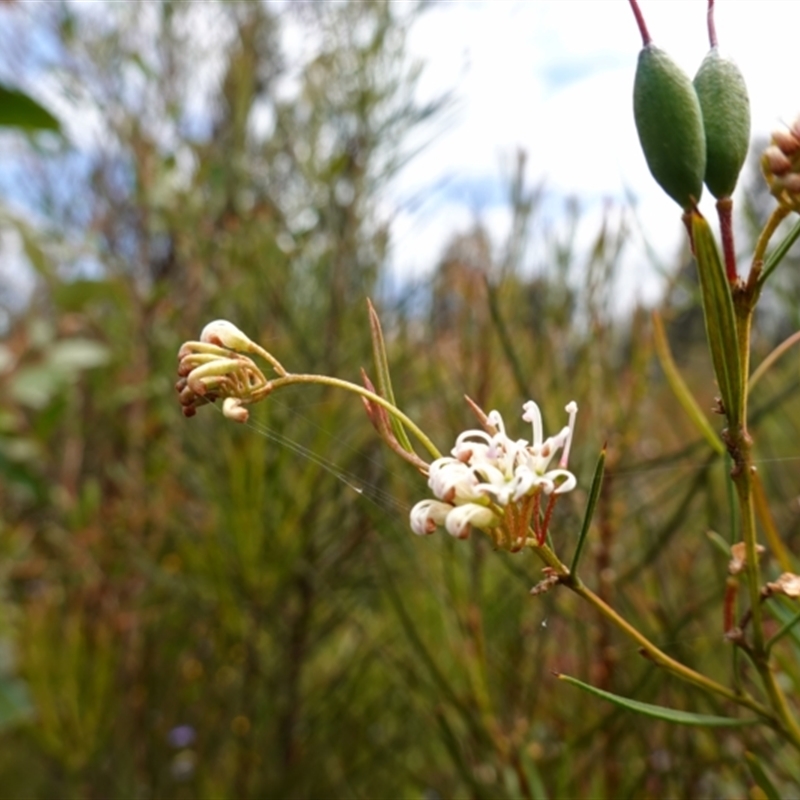 Grevillea linearifolia